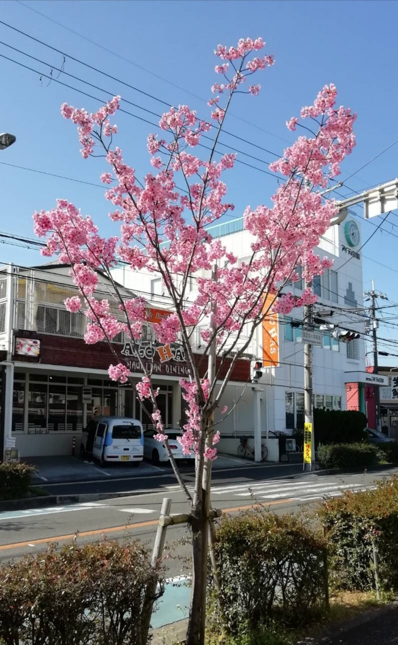 整体、カイロプラクティック　スクール生募集中